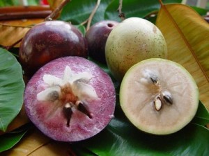 Bán cây giống vú sữa, chuẩn giống, số lượng lớn, giao cây toàn quốc