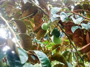 Bán cây giống vú sữa, chuẩn giống, số lượng lớn, giao cây toàn quốc