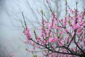 Bán cây giống đào phai, số lượng lớn, giao cây toàn quốc