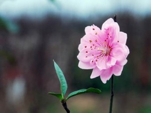 Bán cây giống đào phai, số lượng lớn, giao cây toàn quốc