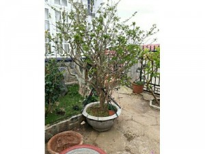 Bán cây lài nhật đẹp rẻ
