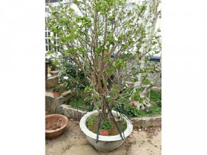 Bán cây lài nhật đẹp rẻ
