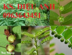 Chuyên cung cấp cây giống, hạt giống diệp hạ châu, cây chó đẻ, số lượng lớn, chất lượng cao