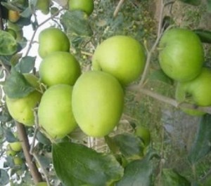 Bán cây giống táo thái lan, số luợng lớn, giao cây toàn quốc.