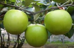 Bán giống táo Đài Loan, số lượng lớn, giao cây toàn quốc