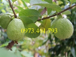 Giống cây ổi Nữ Hoàng, cây ổi Nữ Hoàng, ổi Nữ Hoàng, cây ổi