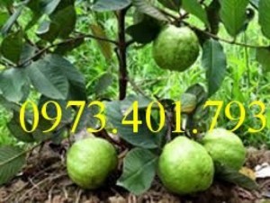 Giống cây ổi Nữ Hoàng, cây ổi Nữ Hoàng, ổi Nữ Hoàng, cây ổi