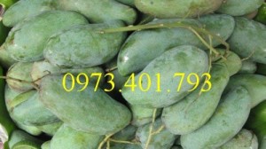 Giống cây xoài thái, xoài thái, cây xoài thái, xoài, cây xoài, kĩ thuật trồng xoài thái, thông tin xoài thái