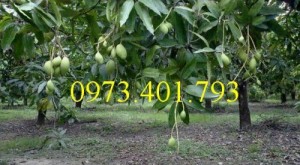 Giống cây xoài thái, xoài thái, cây xoài thái, xoài, cây xoài, kĩ thuật trồng xoài thái, thông tin xoài thái