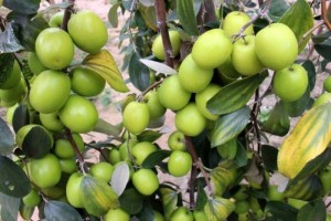 Chuyên cung cấp giống táo d28,táo d28,giống táo d28,táo chất lượng