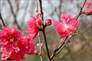 Chuyên cung cấp giống cây hoa đào bích,hoa đào bích,đào bích,đào số lượng lớn,giao hàng toàn quốc