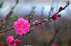 Chuyên cung cấp giống cây hoa đào bích,hoa đào bích,đào bích,đào số lượng lớn,giao hàng toàn quốc