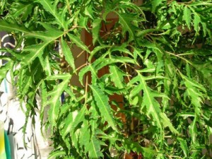 Chuyên cung cấp giống cây đinh lăng nếp,đinh lăng nếp lá nhỏ,đinh lăng nếp,đinh lăng