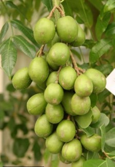Chuyên cung cấp giống cây cóc thái chất lượng tốt,số lượng lớn,giao hàng toàn quốc