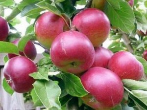 Chuyên cung cấp giống cây táo tây,cây táo tây,quả táo tây,táo tây ruột đỏ,táo ruột đỏ,táo