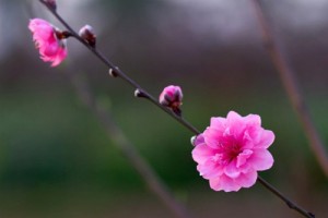 Bán cây giống đào bích, số lượng lớn, chuẩn giống, giao cây toàn quốc.