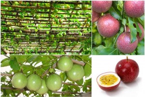 Chuyên cung cấp giống cây chanh dây,giống cây chanh leo,chanh dây,chanh leo,chanh