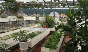 Khay Chậu nhựa ghép thông minh dễ dàng thiết kế thi công khu vườn của riêng bạn