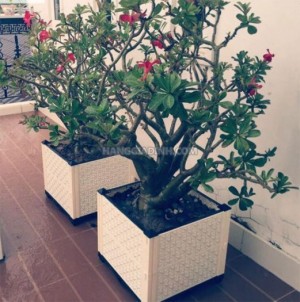 Khay Chậu nhựa ghép thông minh dễ dàng thiết kế thi công khu vườn của riêng bạn