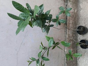 Cây mai xanh 1 mét