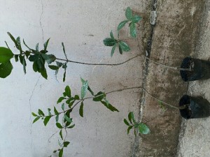 Cây mai xanh 1 mét