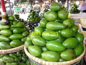 Giống cây bơ sáp, bơ sáp, cây bơ sáp, cây bơ, kĩ thuật trồng cây bơ