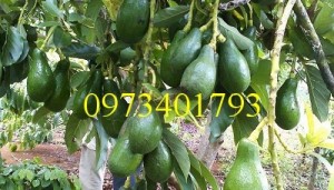 Giống cây bơ sáp, bơ sáp, cây bơ sáp, cây bơ, kĩ thuật trồng cây bơ