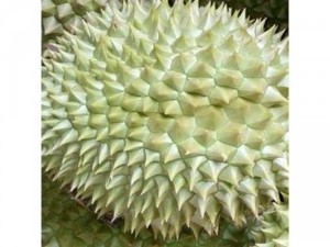 Sầu riêng ri6 sạch cơm vàng hạt lép miền tây