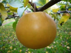 Cây giống lê vàng, chuẩn giống, số lượng lớn, giao cây toàn quốc