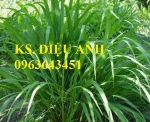 Chuyên cung cấp hom giống cỏ va06, cỏ chăn nuôi, cỏ varisme số 6, chuẩn giống, uy tín, chất lượng.