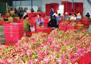 Rổ nhựa đựng trái cây