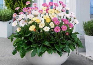 Bán cây giống hoa đồng tiền nuôi cấy mô, số lượng lớn, giao cây toàn quốc