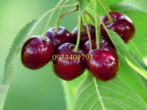 Giống cây Chery Anh Đào chất lượng, giá rẻ