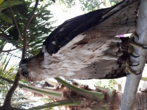 Cần bán chim nuôi 2 năm, rất ngoan nghe lệnh chủ, đã thả tự do