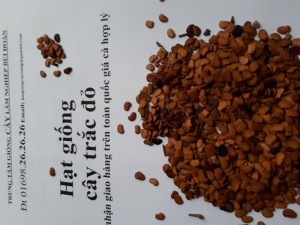 hạt giống trắc đỏ 01698262626