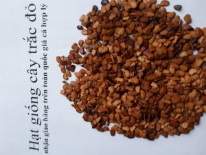 Hạt giống cây trắc đỏ