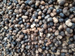 Hạt giống xoan đào họ hoa hồng
