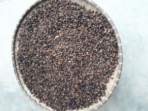 Hạt giống xoan đào họ hoa hồng