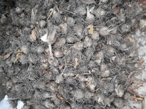 Nghệ độc nghệ ác nghệ thuốc