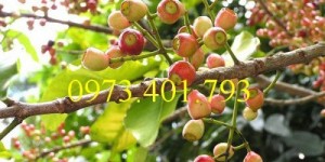 Cây giống Vối nếp cây Nhỏ uy tín, giá rẻ