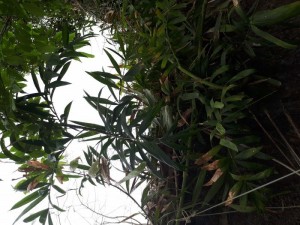 Hạt giống mây nếp