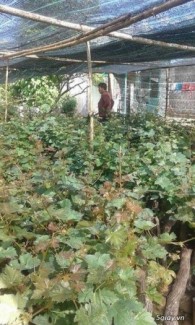 Cây giống nho móng tay mỹ nữ, số lượng lớn, giao cây toàn quốc.