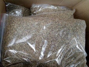 Cung cấp cây giống, hạt giống đương quy