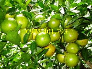 Giống cây cam xoàn Miền Nam