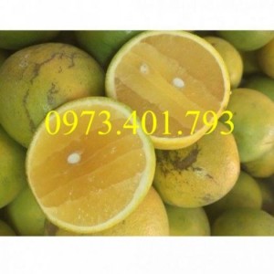 Giống cây cam xoàn Miền Nam