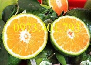 Giống cây Cam Sành Miền Nam giá rẻ