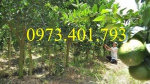 Giống cây cam sành, cam sành, cây cam sành, kĩ thuật trồng cây cam sành