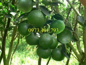 Giống cây cam sành, cam sành, cây cam sành, kĩ thuật trồng cây cam sành