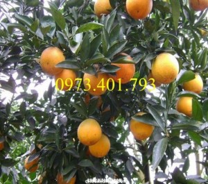 Giống cây Cam V2