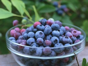 Cây giống việt quất, việt quất có hoa có quả, số lượng lớn.